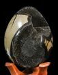 Septarian Dragon Egg Geode - Shiny Black Crystals #40893-1